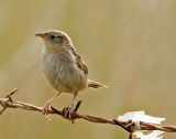 Grass Wren 